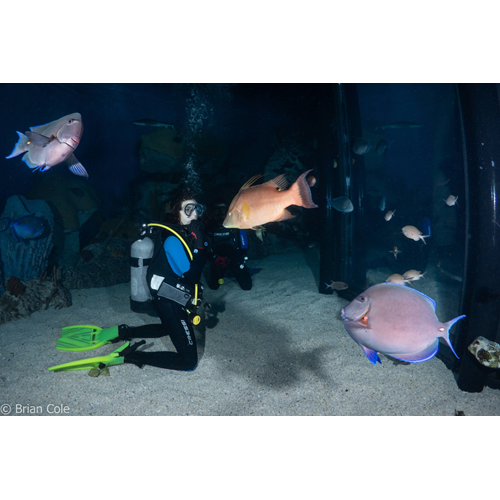 Aquarium Photo Dive